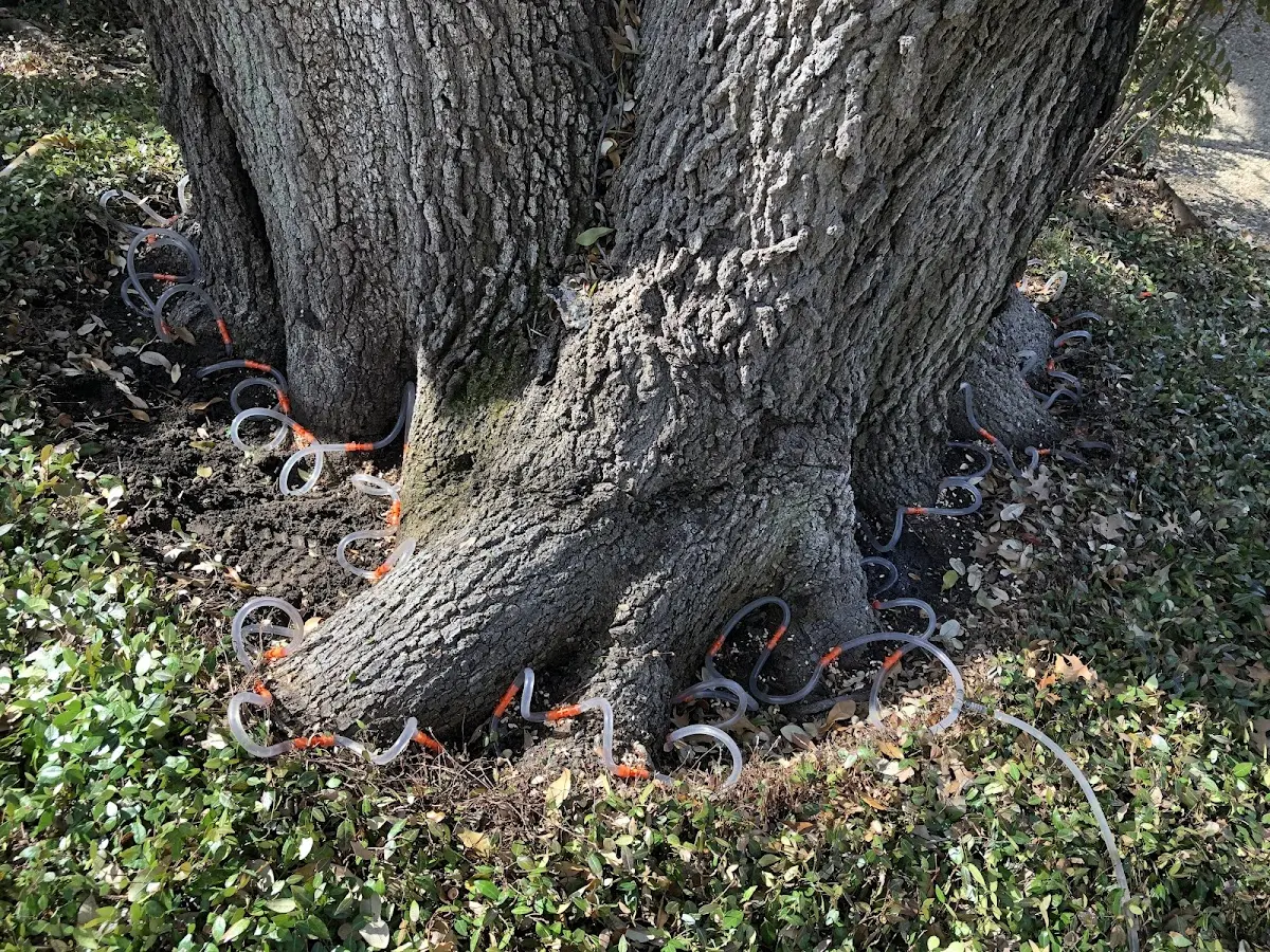 Detailed Shrub and Hedge Trimming job site in Little Elm
