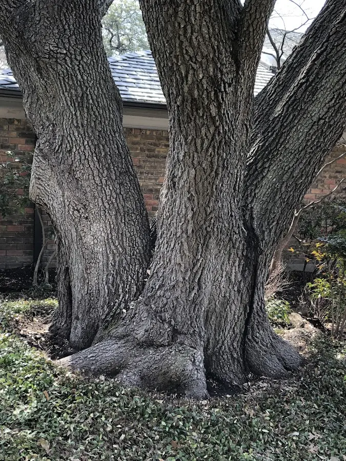 Mature heritage tree close to a Little Elm property cared for by certified arborists